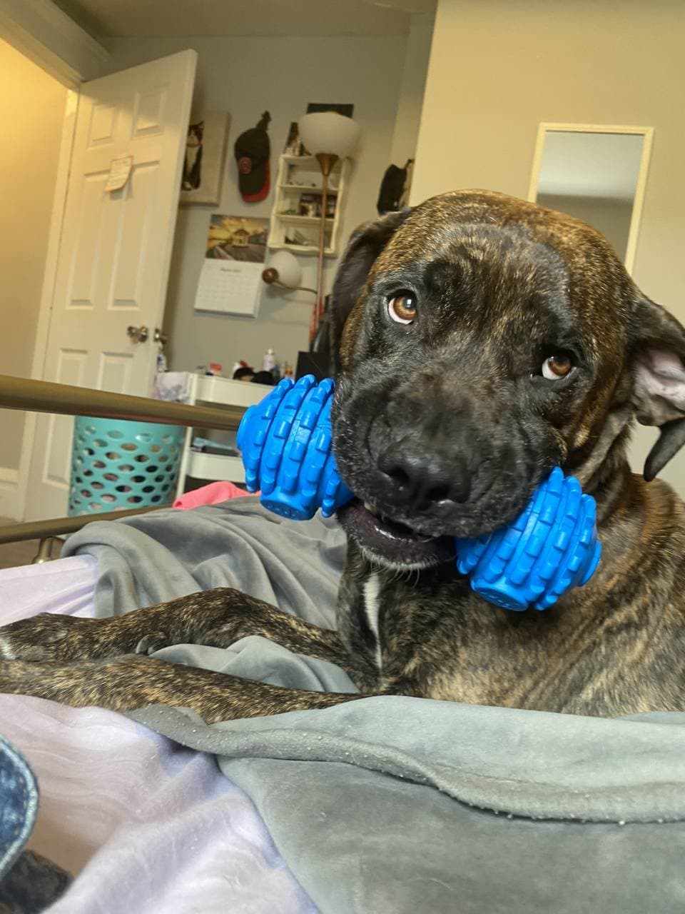 Pet travel photo 4