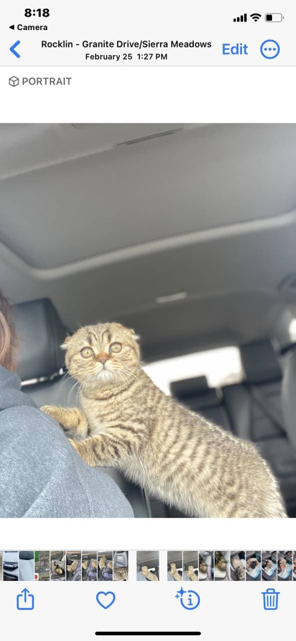 Pet travel photo 6