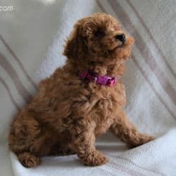 Poodle miniature named Tessie
