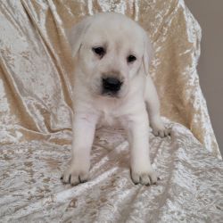 Labrador Retriever named Finn