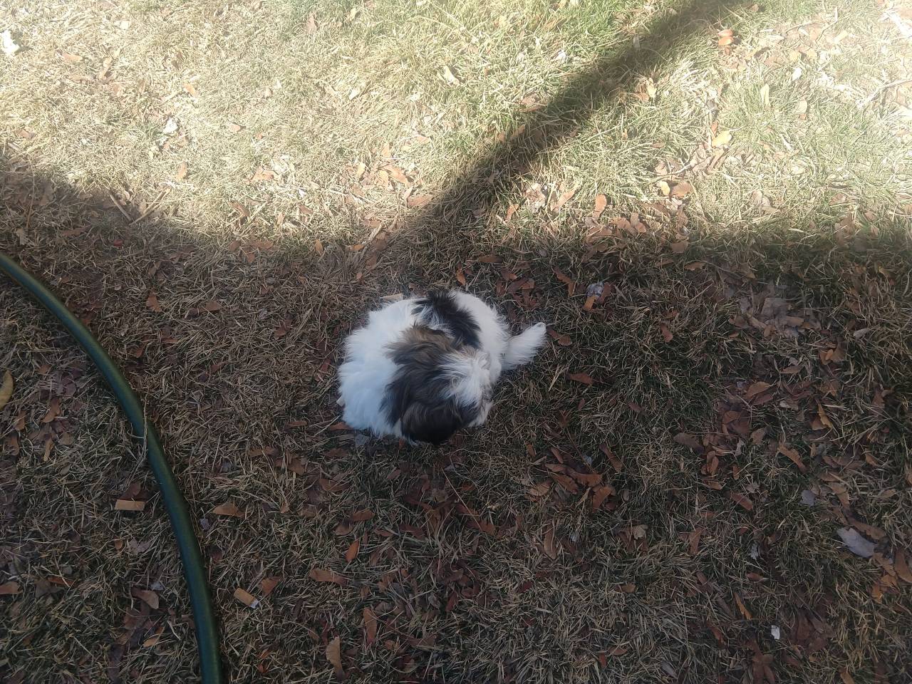 Pet travel photo 1