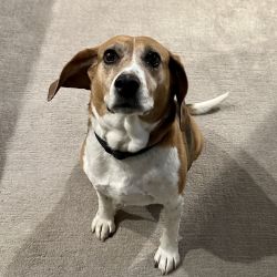 Beagle named Copper