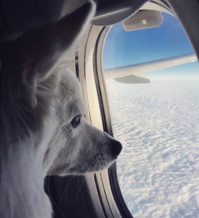 "Pets to the Skies" - Flight Transport