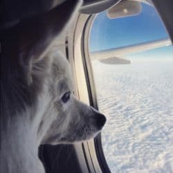 "Pets to the Skies" - Flight Transport