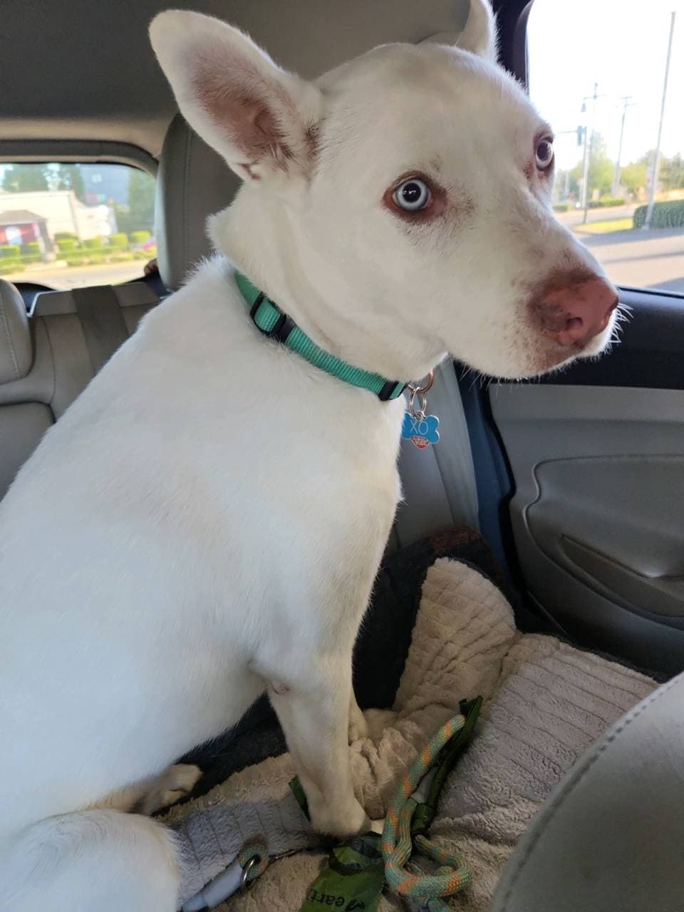 Pet travel photo 1