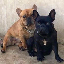 French Bulldog named Masi And Vito