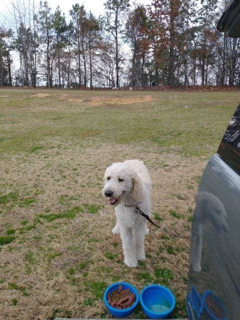 Pet travel photo 6