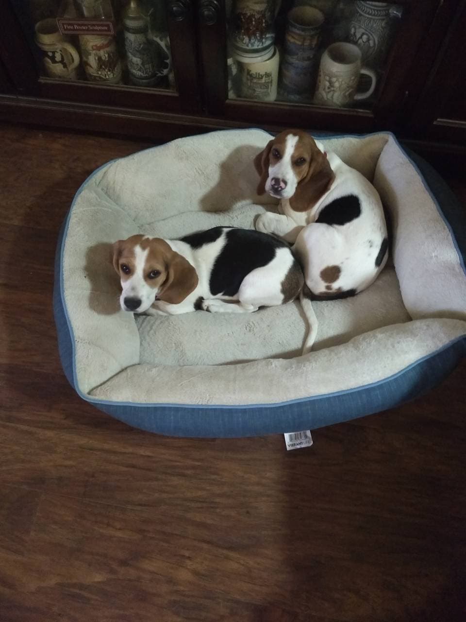 Pet travel photo 3