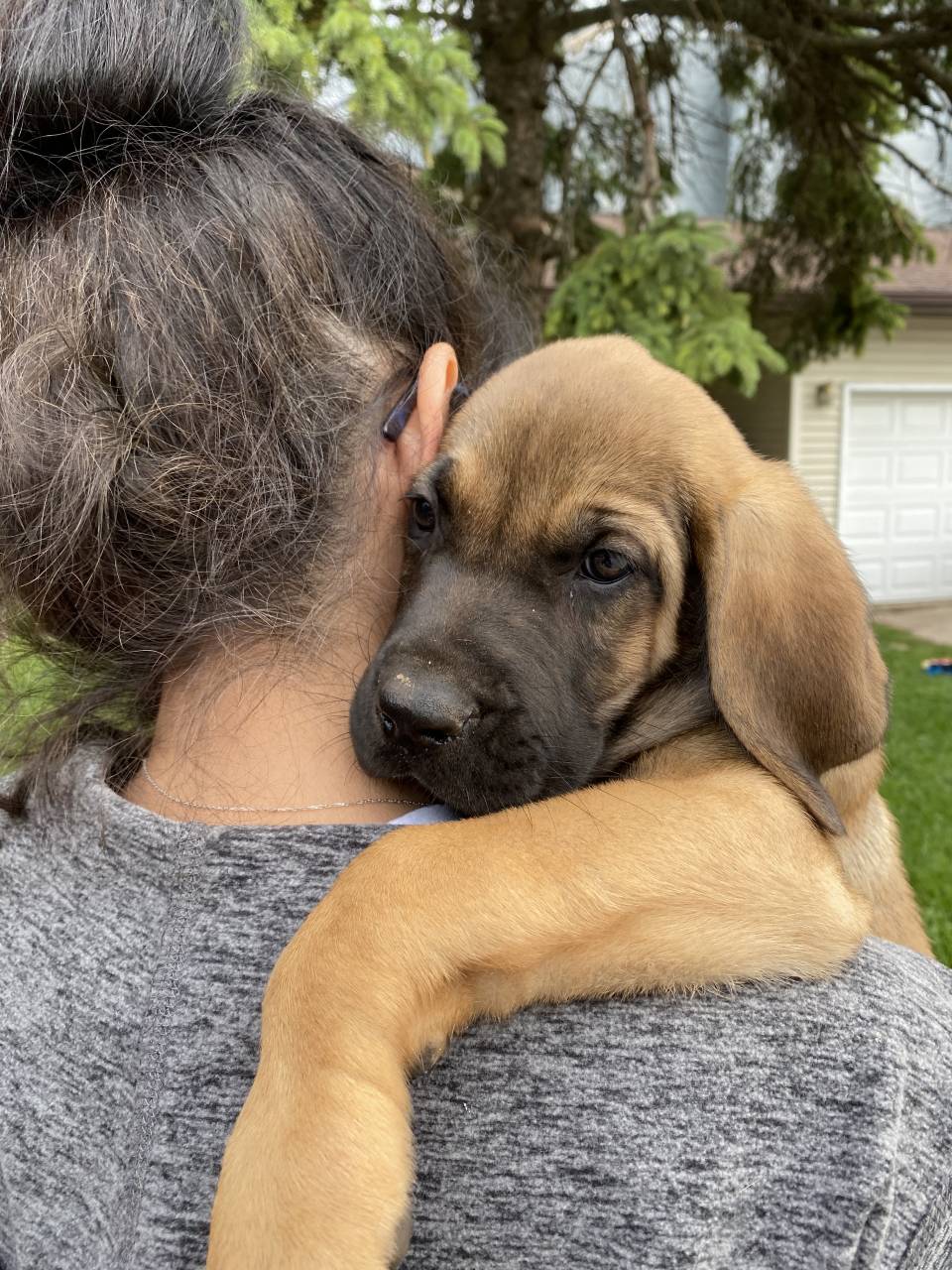 Pet travel photo 3
