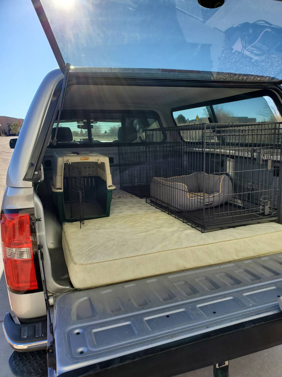 Pet travel photo 5