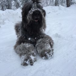 Black Russian Terrier named Minnie