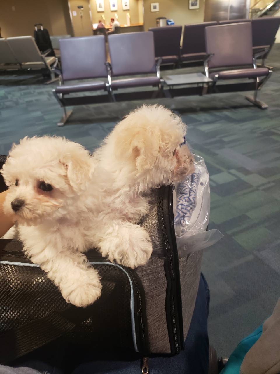 Pet travel photo 5