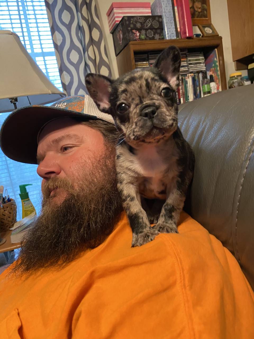 Pet travel photo 3