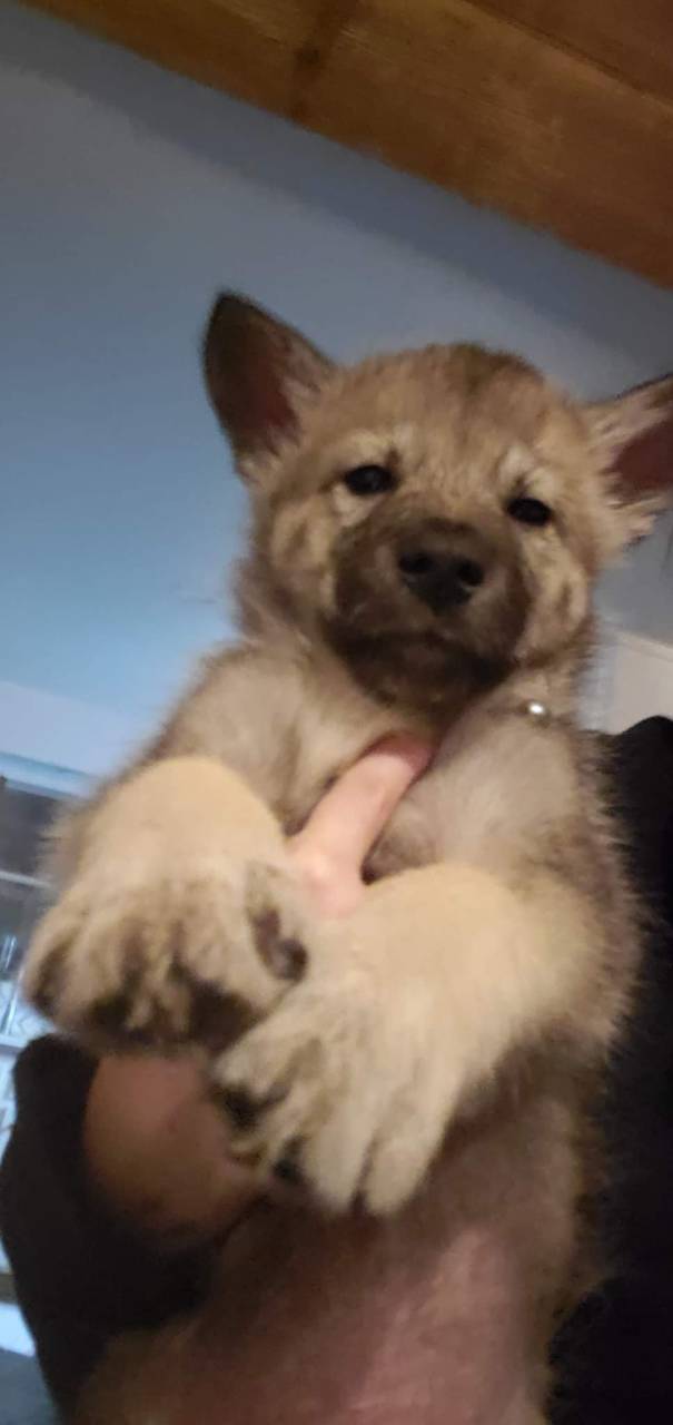 owner with dog 0