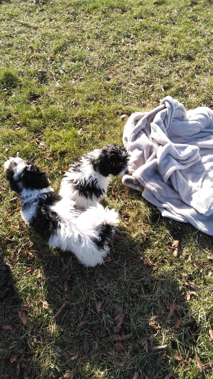 Pet travel photo 2