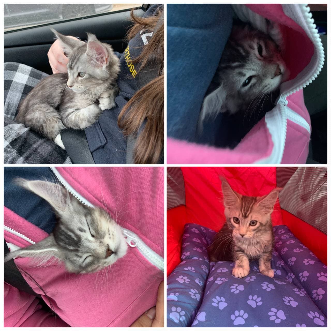 Pet travel photo 2