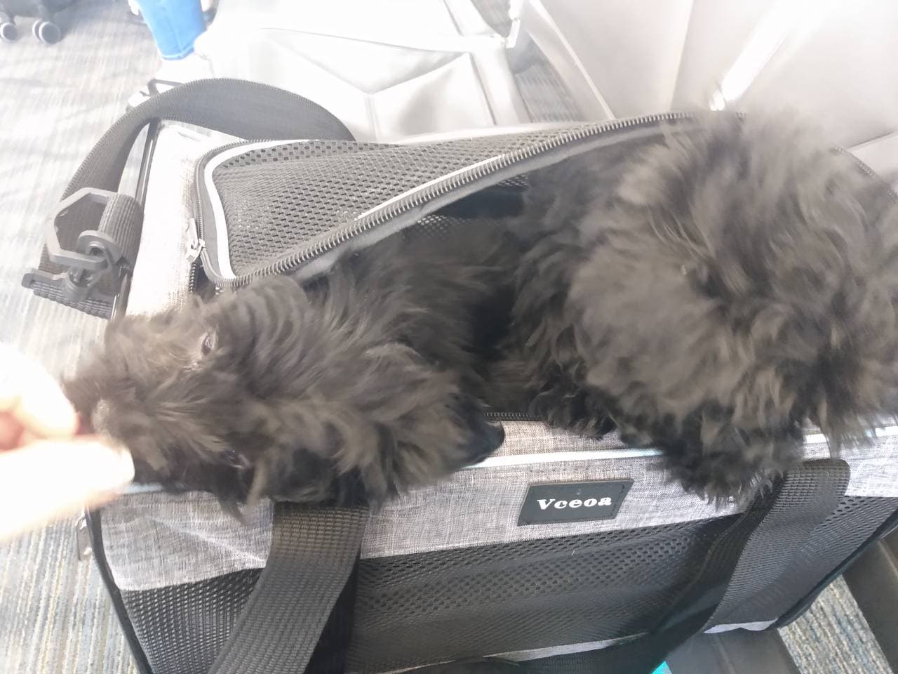 Pet travel photo 5