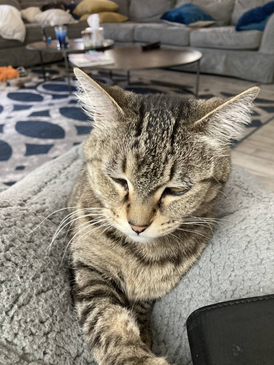 Pet travel photo 4