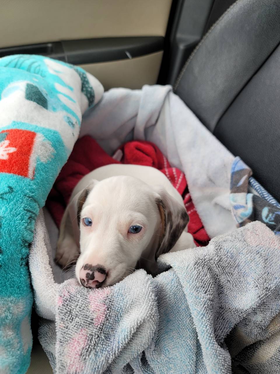 Pet travel photo 6