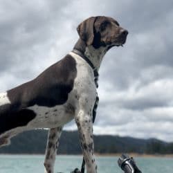 German Shorthaired Pointer named Michael Buxton