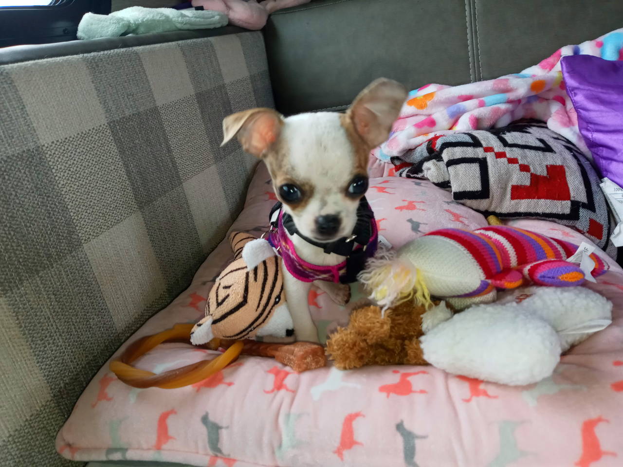 Another Paw Saved