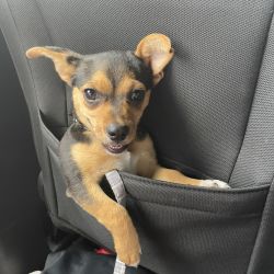 Chihuahua named Masai