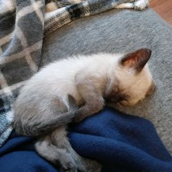 Siamese kitten named No name yet