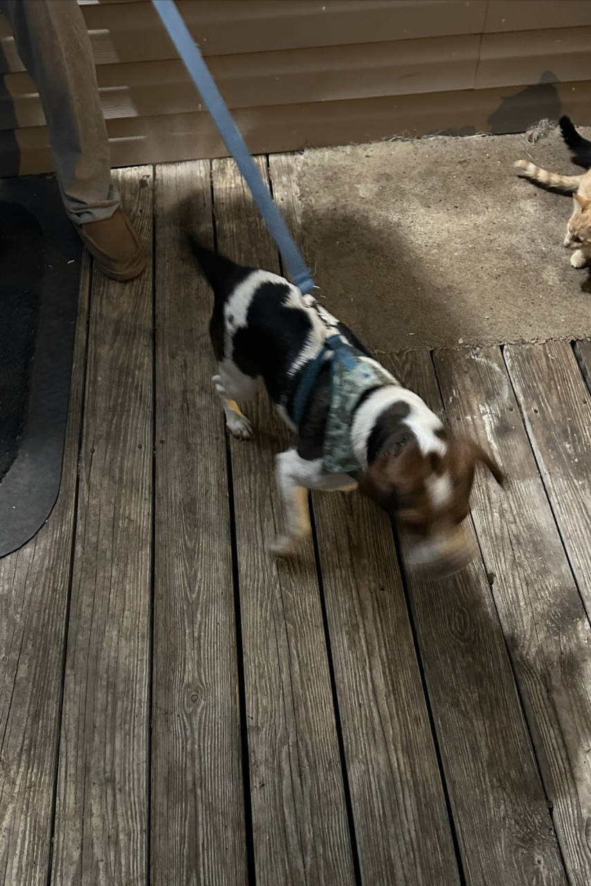 Pet travel photo 1