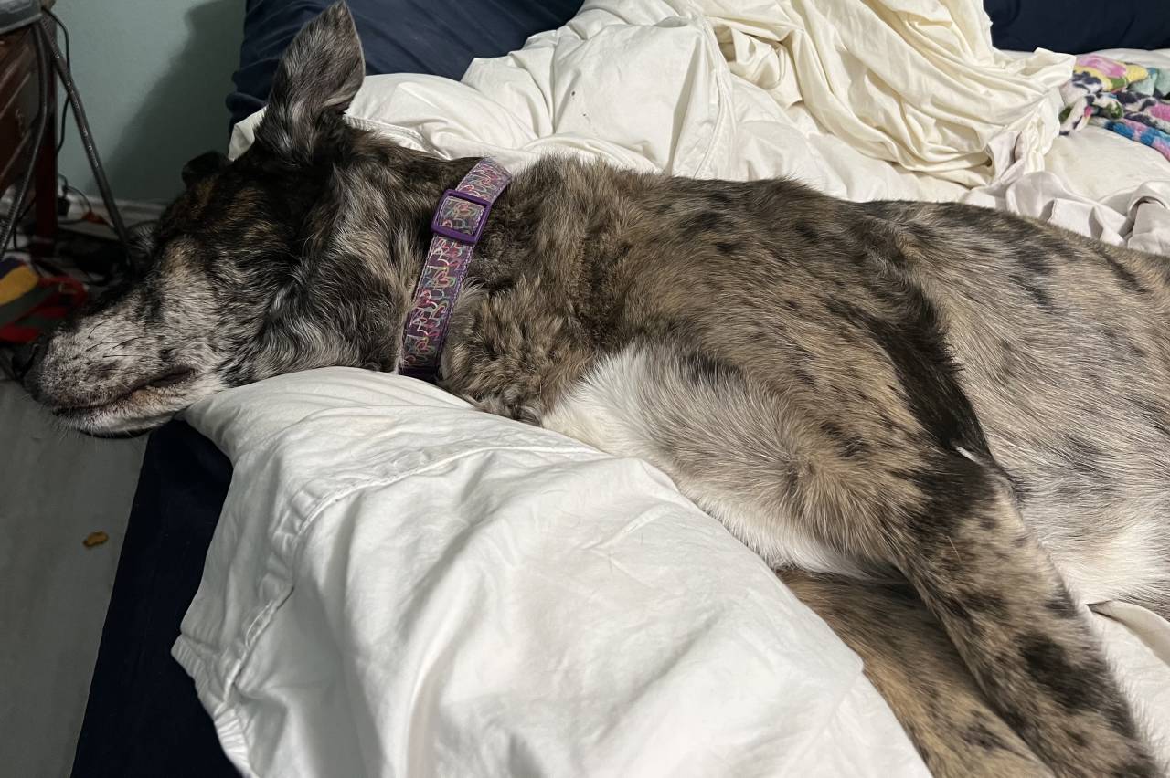 Pet travel photo 6