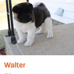 Akita named Walter