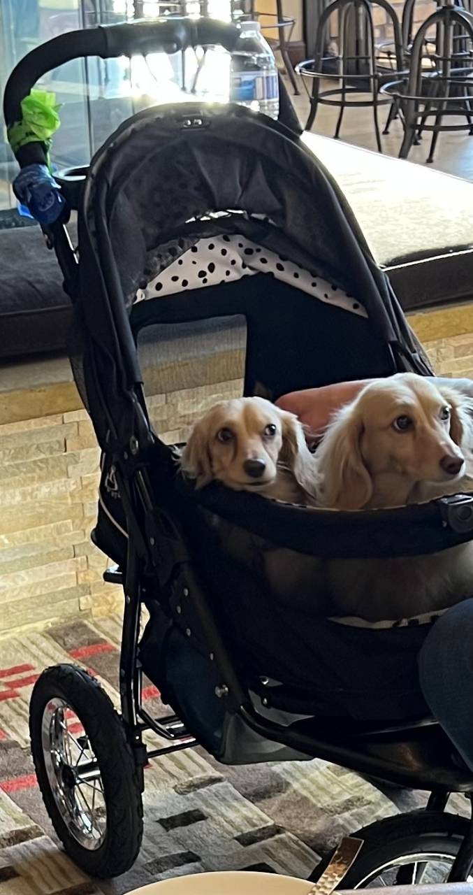 Pet travel photo 3