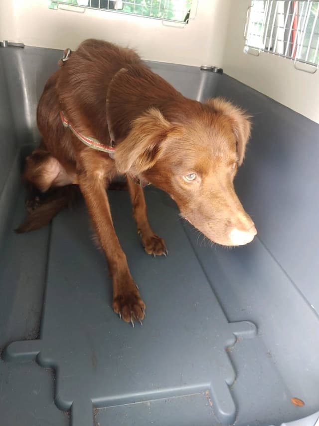 owner with dog 0