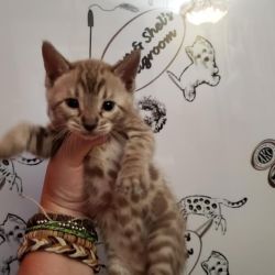 Bengal cat named Kitten!
