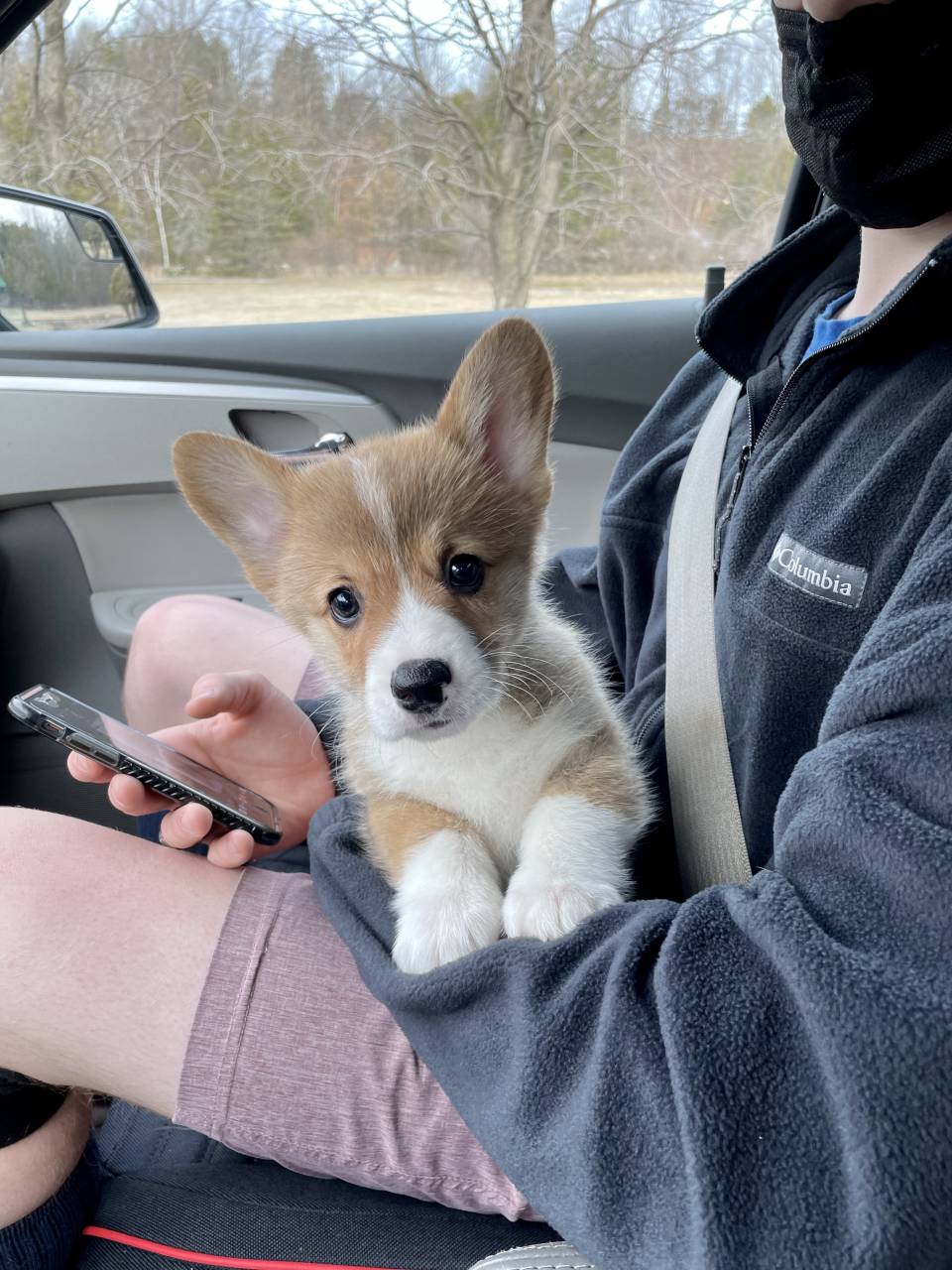 Pet travel photo 3