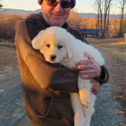 Mountain hawk transportation