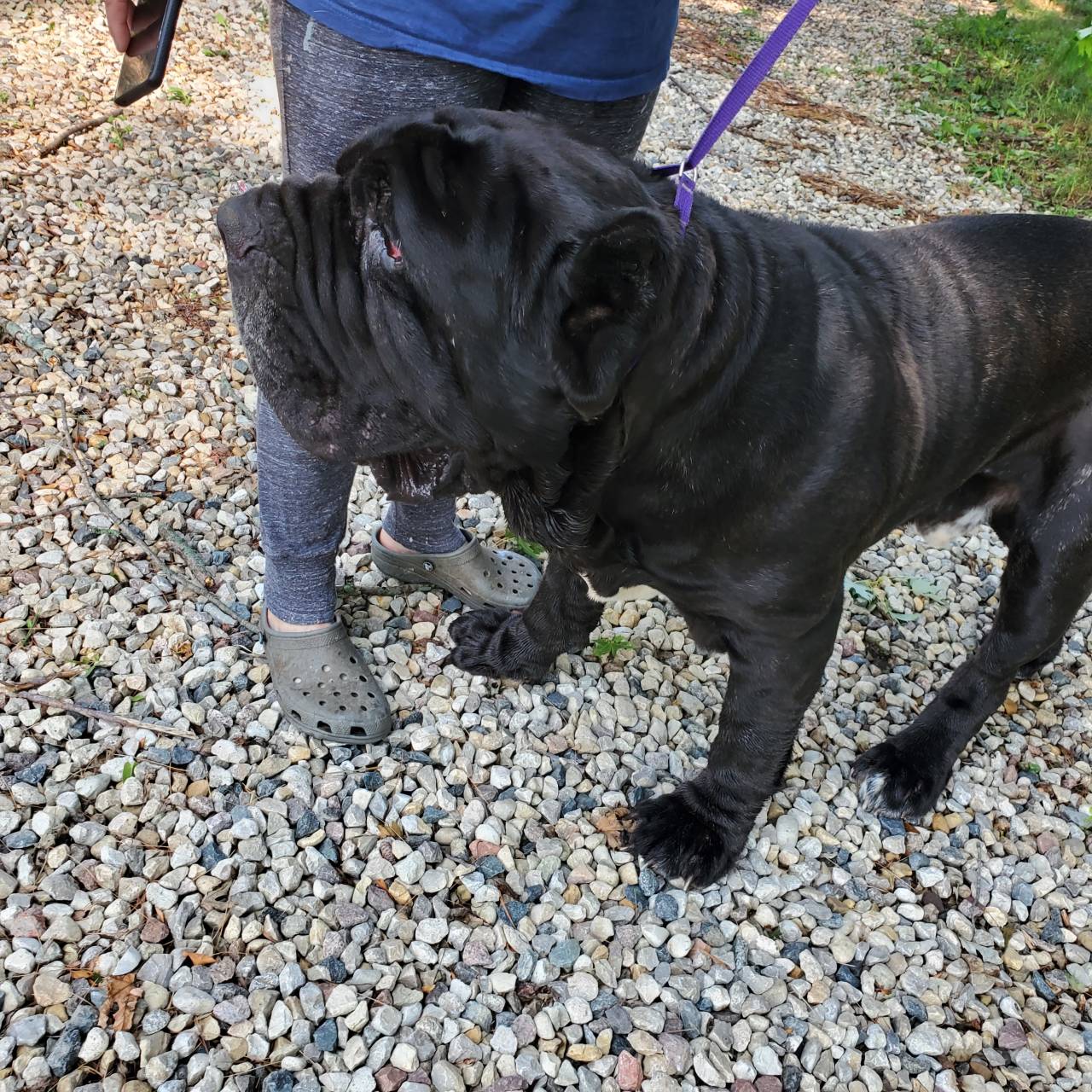 Pet travel photo 6