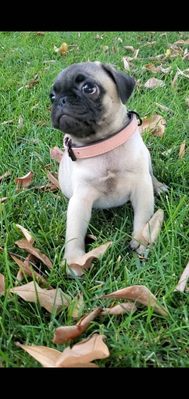 Lola