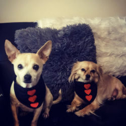 Two dogs chihuahua 10 pounds each named Dior and Goldie