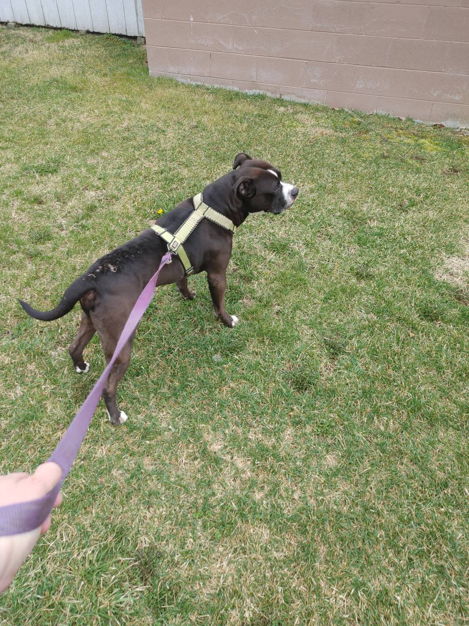 Pet travel photo 1