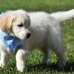 Golden Retriever named New Puppy