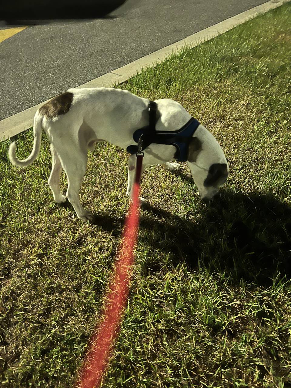 Pet travel photo 2