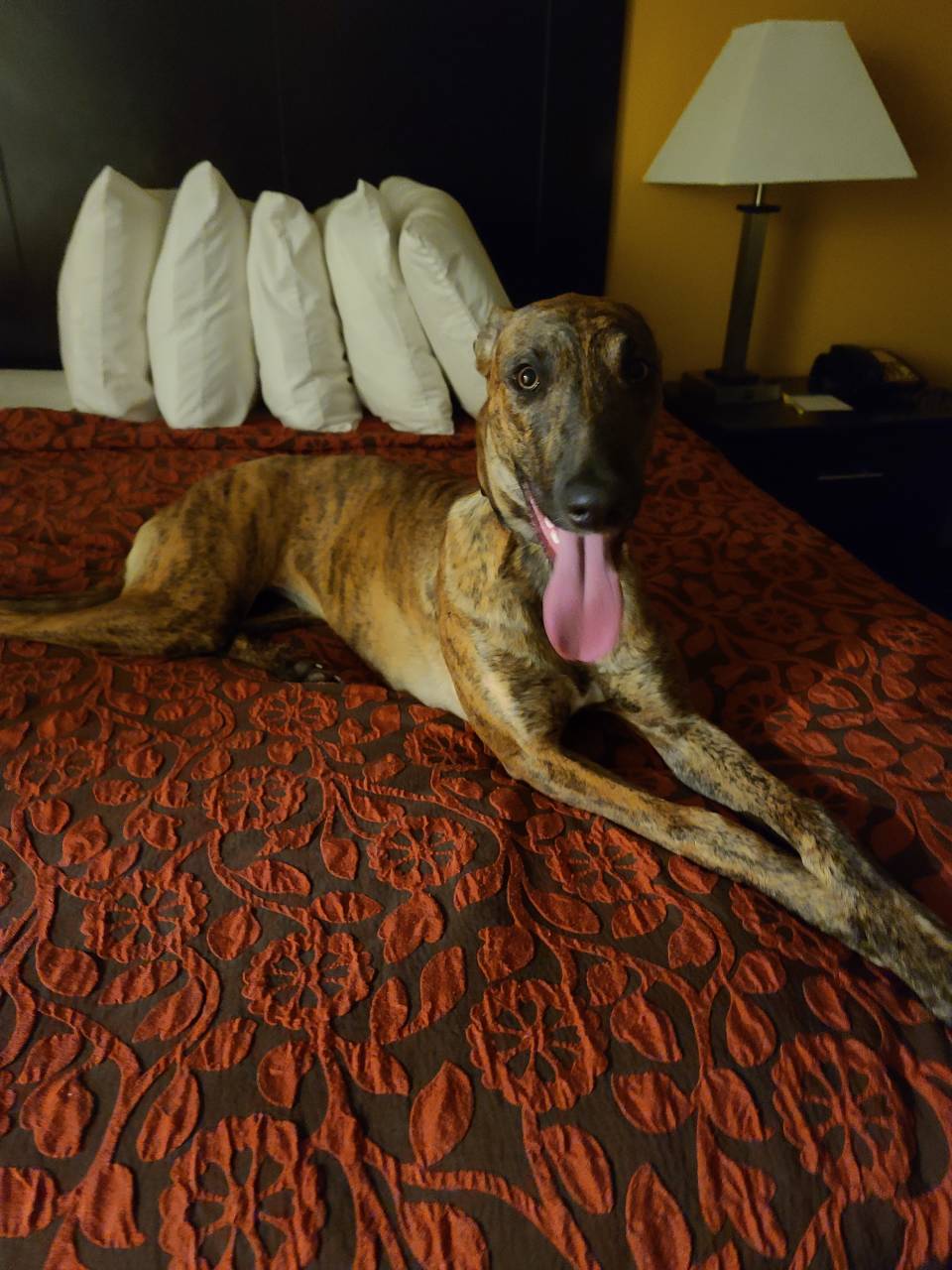 Pet travel photo 3