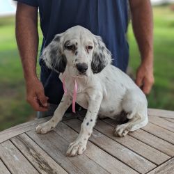 Setter named Lucy