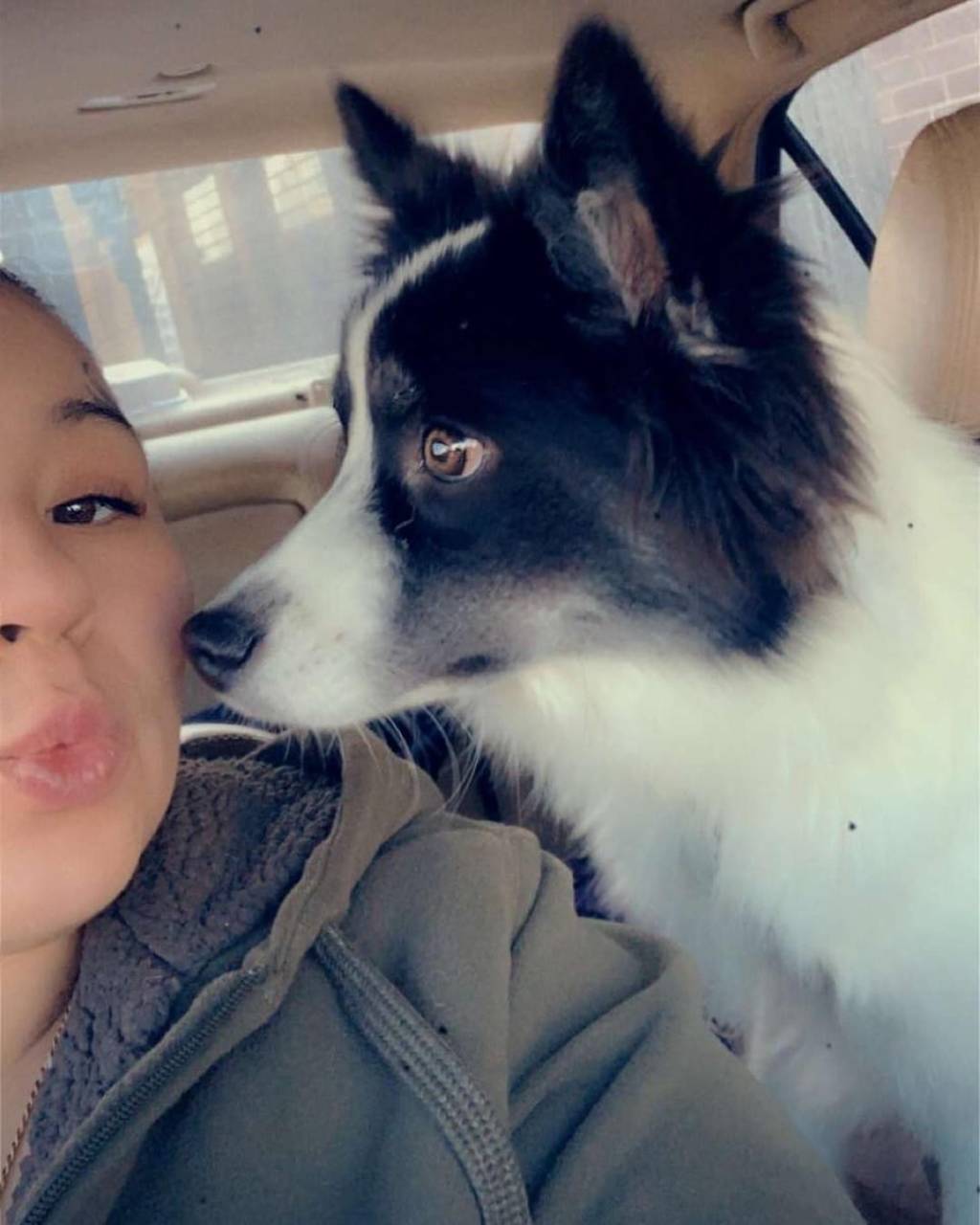 Pet travel photo 5