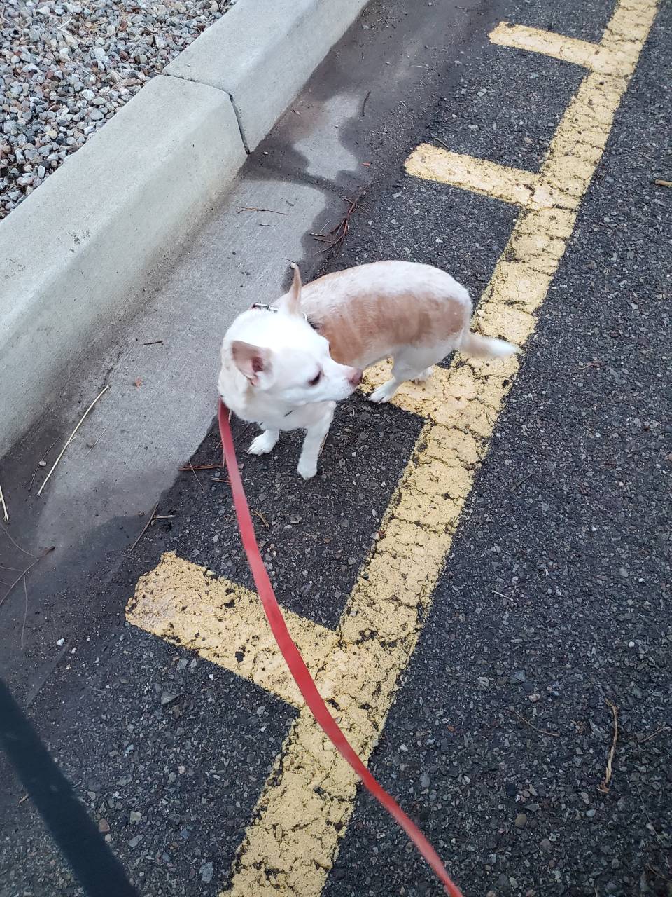 Pet travel photo 6