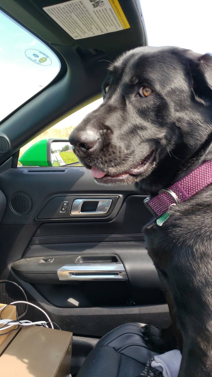 Pet travel photo 3