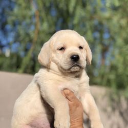 Labrador Retriever named Gurbuzer Dog
