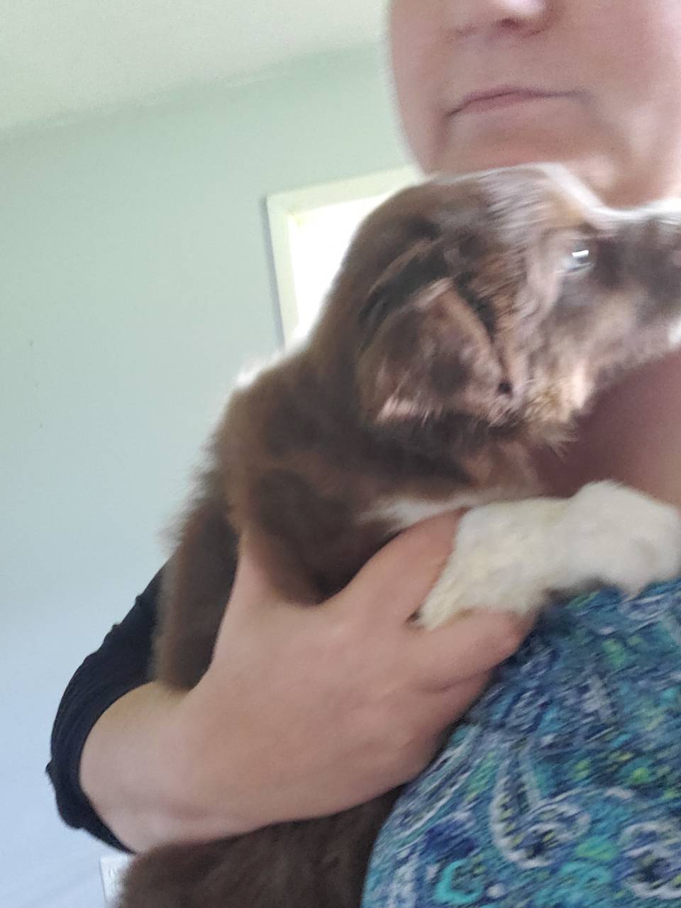 Pet travel photo 6