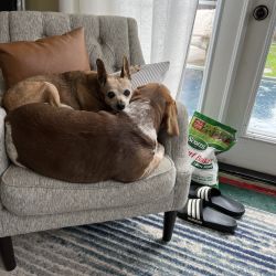 Beagle named Harper & Bambi