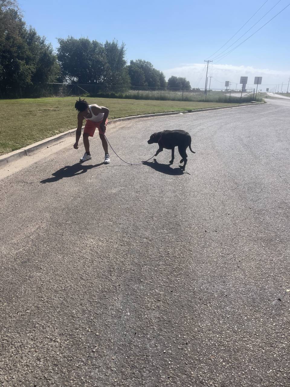 Pet travel photo 1